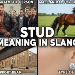 Stud Meaning in Slang