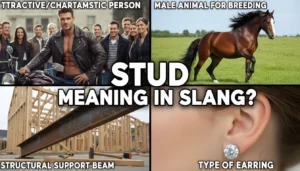 Stud Meaning in Slang
